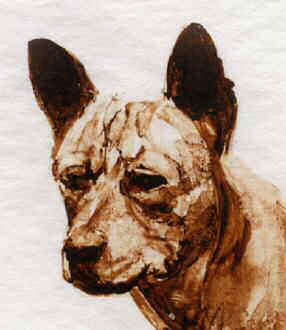 Closeup of Basenji head from "Basenji Study 2" from the Original Sepia Wash by Roger Inman