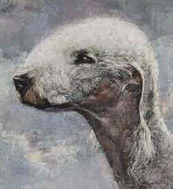 Closeup of Bedlington Terrier Head 