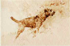 "Studied Poise"  Border Terrier Limited Edition Print from the Original Sepia Wash by Roger Inman