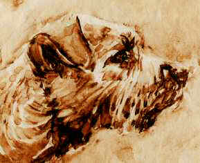 "Studied Poise" Closeup of Border Terrier head 