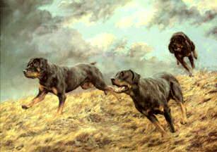 "Gathering Storm"  Rottweiler Limited Edition Print by Roger Inman
