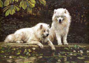 "Samoyeds By A Pond" Limited Edition Print by Roger Inman