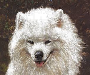 Closeup "Samoyeds By A Pond" Limited Edition Print by Roger Inman