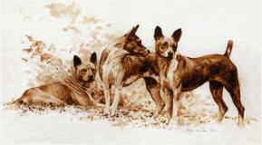 "Basenji Study 1" from the Original Sepia Wash by Roger Inman