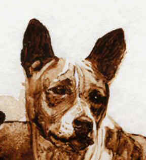 Closeup of Basenji head from "Basenji Study 1" from the Original Sepia Wash by Roger Inman