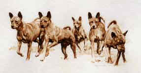 "Basenji Study 2" from the Original Sepia Wash by Roger Inman