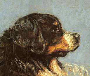 Closeup of Bernese Mountain Dog Limited Edition Print by British artist Roger Inman