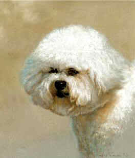 Bichon Frise Original Pastel by British Artist Roger Inman