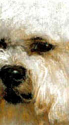 Closeup of Bichon Frise Fine Art Limited Edition Print by British Artist Roger Inman