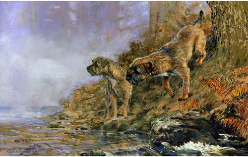 "The Sound of Mist" Border Terrier Limited Edition Print by Roger Inman