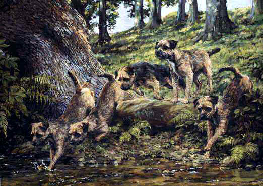 "Across the Rill" Border Terrier Limited Edition Print