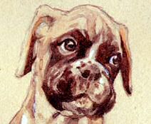 Closeup of Boxer Pup from "Attack Imminent"