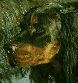 Closeup of Gordon Setter Head