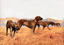 "A Line Abreast" Rhodesian Ridgeback Fine Art Limited Edition Print by Roger Inman  