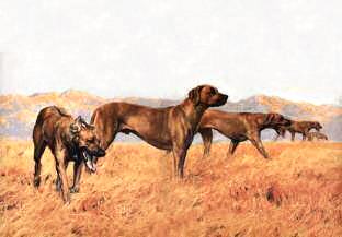 "A Line Abreast" Rhodesian Ridgeback Rhodesian Ridgeback Fine Art Limited Edition Print by Roger Inman