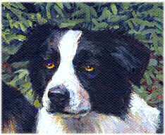 Border Collie Closeup from "The Good Shepherds" German Shepherd and Border Collie Limited Edition Print by British Artist Roger Inman