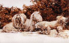 "Curiosity" Shih Tzu Fine Art Limited Edition Print by Roger Inman  