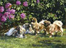 Tibetan Spaniels Limited Edition Fine Art Print by British Artist Roger Inman