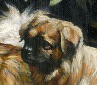 Closeup of Tibetan Spaniel Head