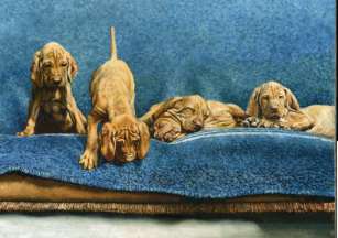 "Reveille" Vizsla Pups Limited Edition Print by Roger Inman